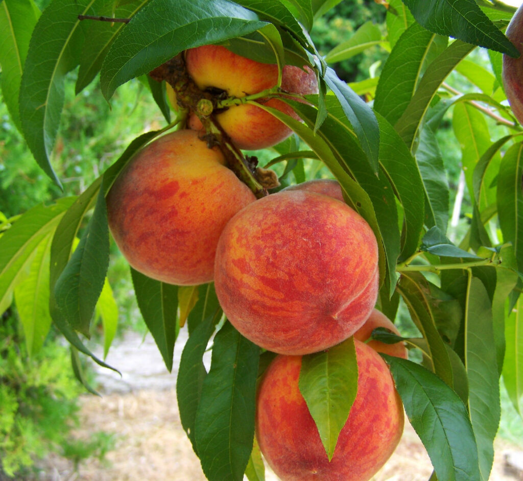 Those are some nice Peaches, Melba